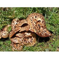 Мицелий Ежовика пестрого / Ежовик чешуйчатый (Sarcodon imbricatus)